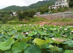 華麗農家樂