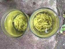 東坑有機茶