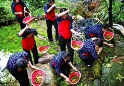 核桃采摘季經典線路推薦