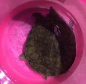 野生甲魚