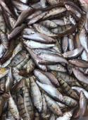 野生小溪魚干