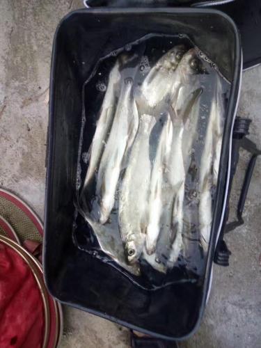 新鮮的魚兒