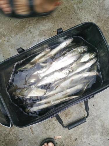 釣到的魚
