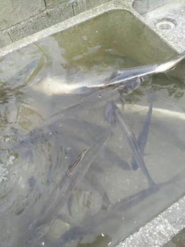 垂釣的收獲