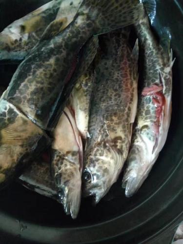 新鮮的魚