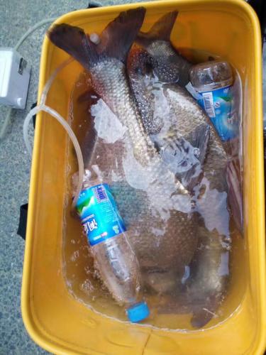 許多魚