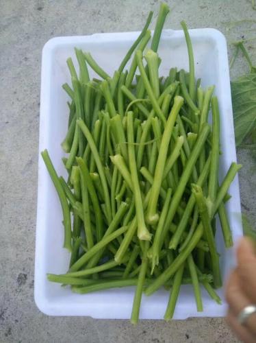 菜