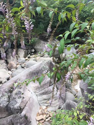 洞中樹葉