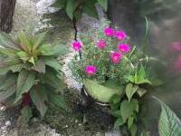 夏花燦爛