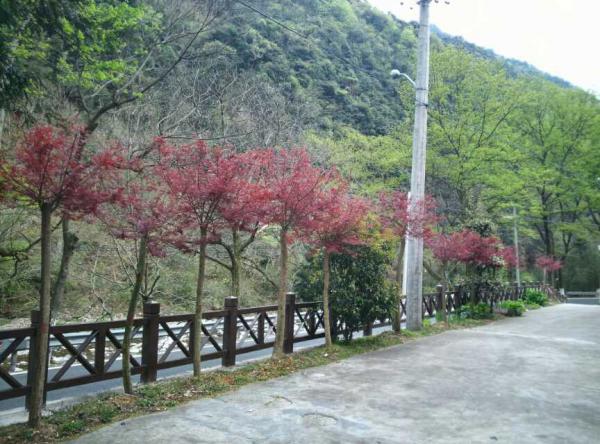 紅葉