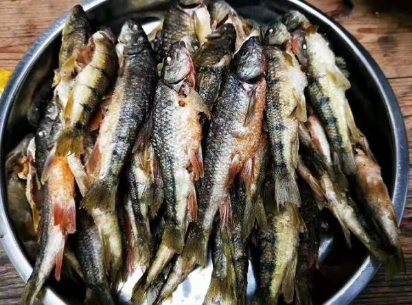小溪魚