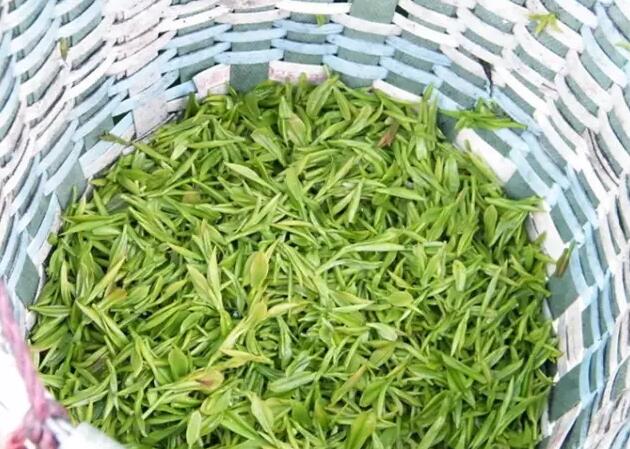 碧綠的茶葉