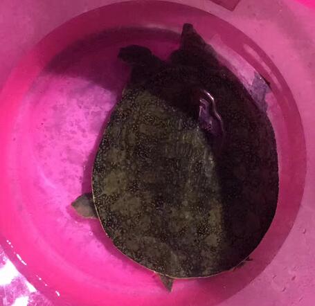 甲魚