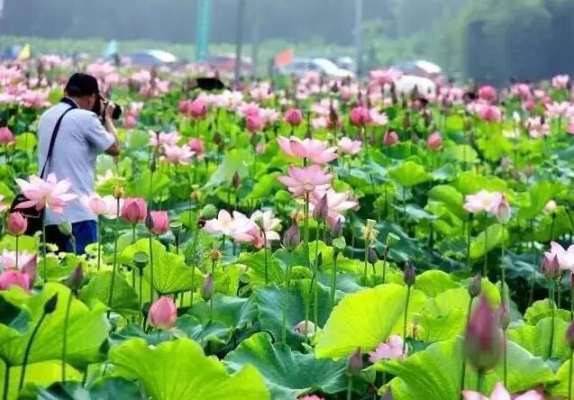 給荷花拍照