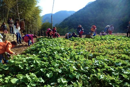 高山蔬菜
