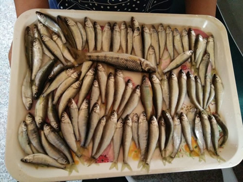野生小魚