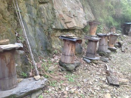 后院