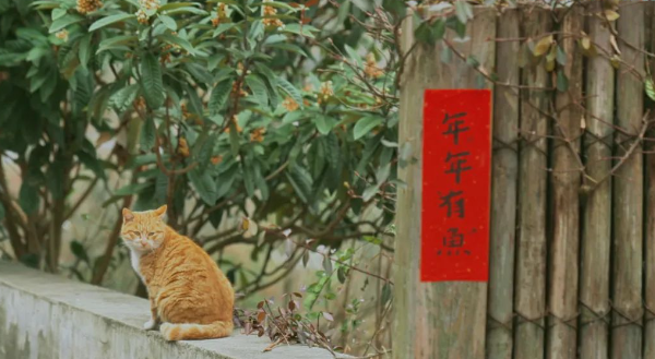 相見村貓咪